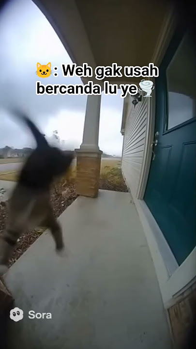 Kucing lucu terseret angin tornado #kucinglucu #funnycats #kucingviral #kucingterbang #kucingimut