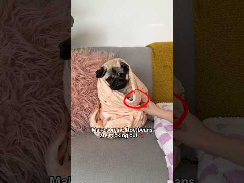 Turning PUPPY Mosy into a PUGRITO 🌯☀️ #pug #puppy #shorts