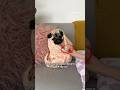Turning puppy mosy into a pugrito  pug puppy shorts
