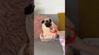 Turning PUPPY Mosy into a PUGRITO ☀ #pug #puppy #shorts