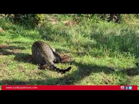 Video: Brugmansiya (38 Foto's): Beskrywing, Plant En Sorg Vir 'n Blom Tuis En In Die Oop Veld. Groei Uit Sade