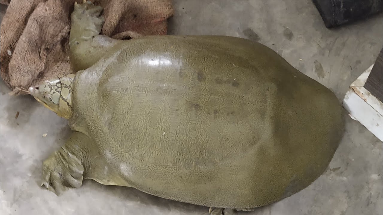 Indian Softshell turtle released in Brahmaputra river. - YouTube
