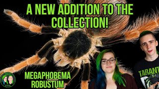 A NEW addition to the collection! - Megaphobema robustum!