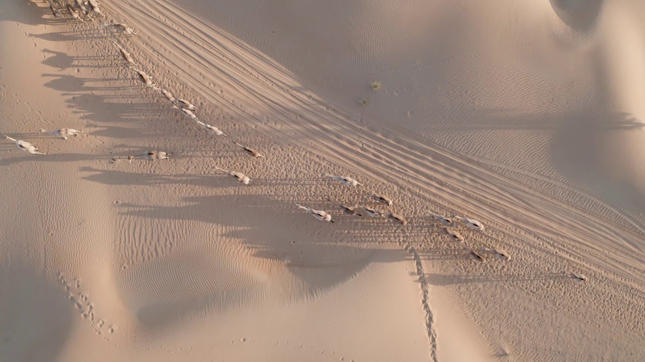 Desert camping | 4x4 | Jeep | Aerial photography | camels