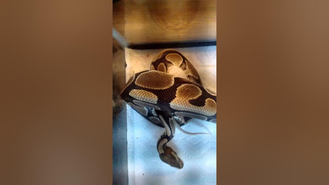 6 year old ball pythons eating a large rat YouTube