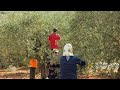 2023 Harvest Olive Oil - Palestine