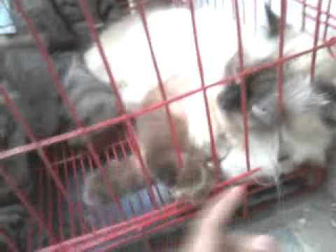 Kucing anggora tuban 1