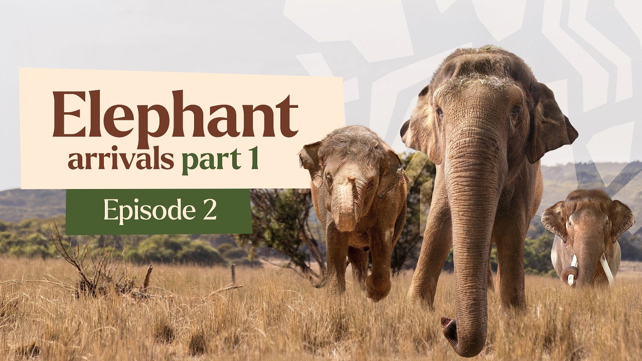 Elephant Relocation: Welfare-Centered Transport and Social Integration