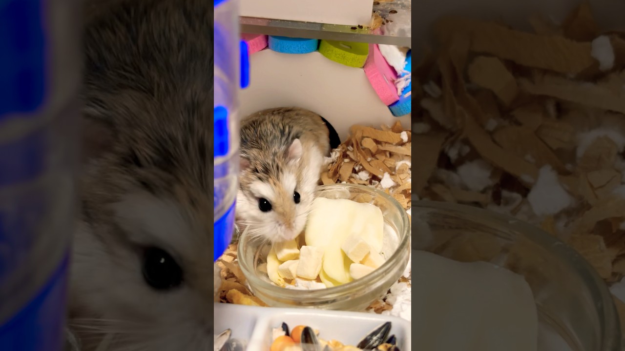 チビちゃん触りたいよ〜😅🐹💦#shots #hamster #モフ猫 #元気になる動画 #pets #癒し #キンクマ #ロボロフスキー #かわいい 、