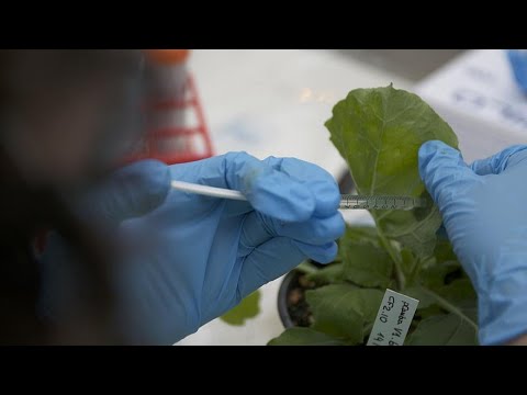 Video: Tabakpflanze: Anbau und nützliche Eigenschaften