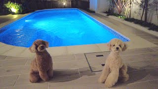ナイトプールがあるお家で犬とBBQしたら最高でした♪【トイプードル】