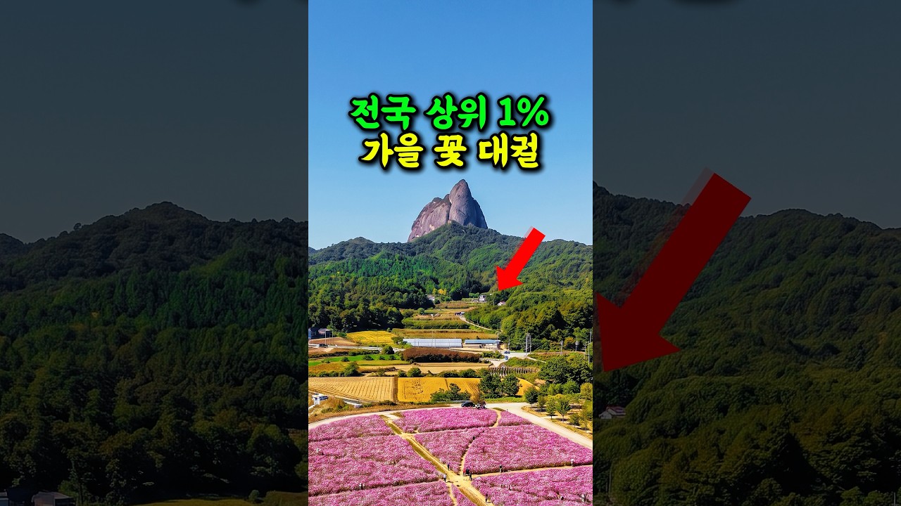 🔥 여기 한국 맞나요? 상위 1% 가을 꽃 대궐  #여행추천 #방문할곳 #시니어건강 #시니어여행 #국내여행