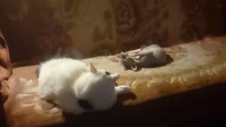 Противоположности притягиваются..Вечерняя колбасня! Противоположности притягиваются..Вечерняя колбасня!