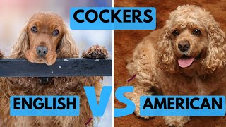 English Cocker Spaniel vs American Cocker Spaniel  Dog Breed Comparison