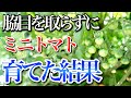 【ミニトマト】プランターでソバージュ栽培はオススメできるのかお教えします