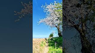 Krajobraz Polski - kwitnące czereśnie 🌸 #insta360 #cycling #poland