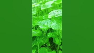 تلاوة خاشعة🌹قرآن بصوت جميل🌷(الم تنزيل الْكِتَابِ لا رَيْبَ فِيهِ من رَّبِّ الْعَالَمِينَ)مقاطع دينيه