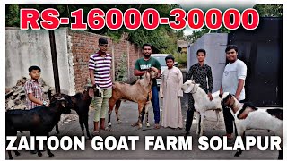 Zaitoon Goat Farm Solapur Qurbani Bakre Available Budget me | Solapur Goat Farm by Riyaz Korbu 238 views 10 months ago 3 minutes, 10 seconds