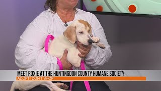 Meet Roxie at the Huntingdon County Humane Society