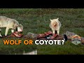 Coyote or a Wolf, test your skills between the two, three animals who come to chew!  Yellowstone