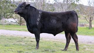 Lot 18 LTCF25W309 CIRCLE 8 FULLBLOOD WAGYU BULL SALE