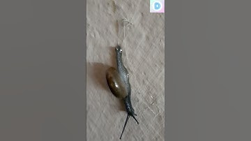 🐌 Snail moving (plz plz subscribe) ty for 1k viewers