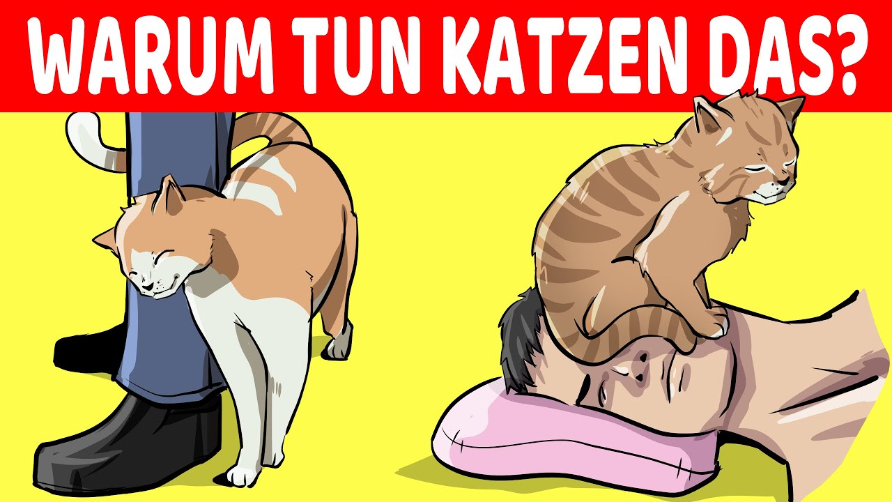 Lustige Katzen und Hunde 🐶🐱 Lustige Tiervideos #35