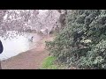 LIVE: Cherry Blossoms Peak Bloom 2023