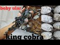 #kingcobra #venomous #ulartedung      Menetas telur ular king cobra || Beby ular king cobra