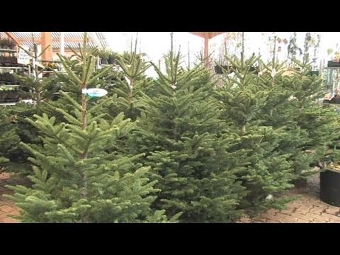 Les sapins de Noël se préparent