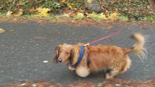 Happy Dachshund running in 4k @CorporalDanLives
