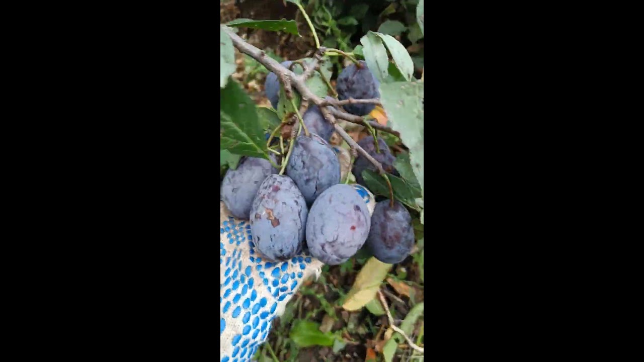 Саженец Слива Стенлей Купить