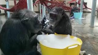 Thursday- Chimpanzees Beth, Eddi and Cindy explore their bubbles!