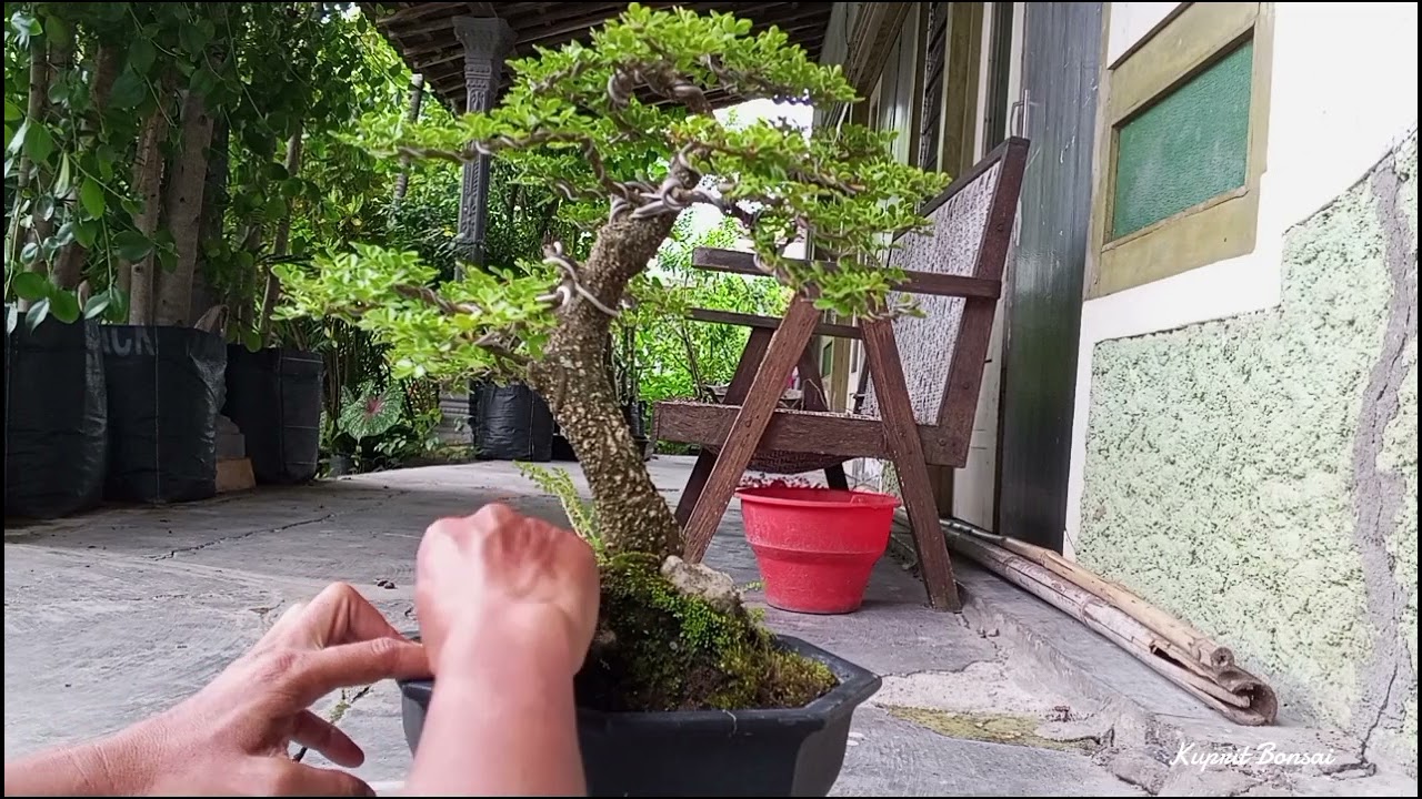 Perawatan Pembersihan Gulma Pada Kawista Batu(