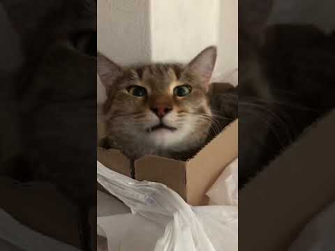 Грустный кот - YouTube