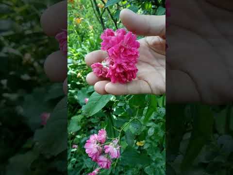วีดีโอ: Rambling Roses: Growing Alexandre Girault Rose Plants