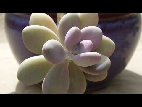 Video: Pachyphytum (Pachyphytum) - En Interessant Saftig Plante For Solrike Lokaler, Typer Og Egenskaper Ved Dyrking