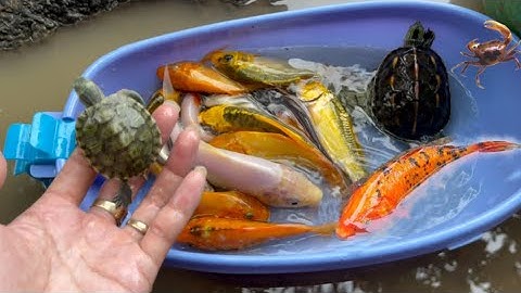 Bắt cá molly bong bóng , cá tra chanh , cá bảy màu , rùa , cá beta , cá nước ngọt, cua sắc màu , koi