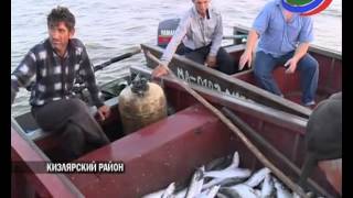 Рыбаки поселка Старый Терек Кизлярского района терпят колоссальные убытки