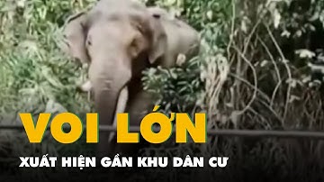 Voi lớn xuất hiện gần khu dân cư ở Đồng Nai