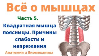 Всё о мышцах. Часть 5. Квадратная мышца поясницы - причины слабости и напряжения.