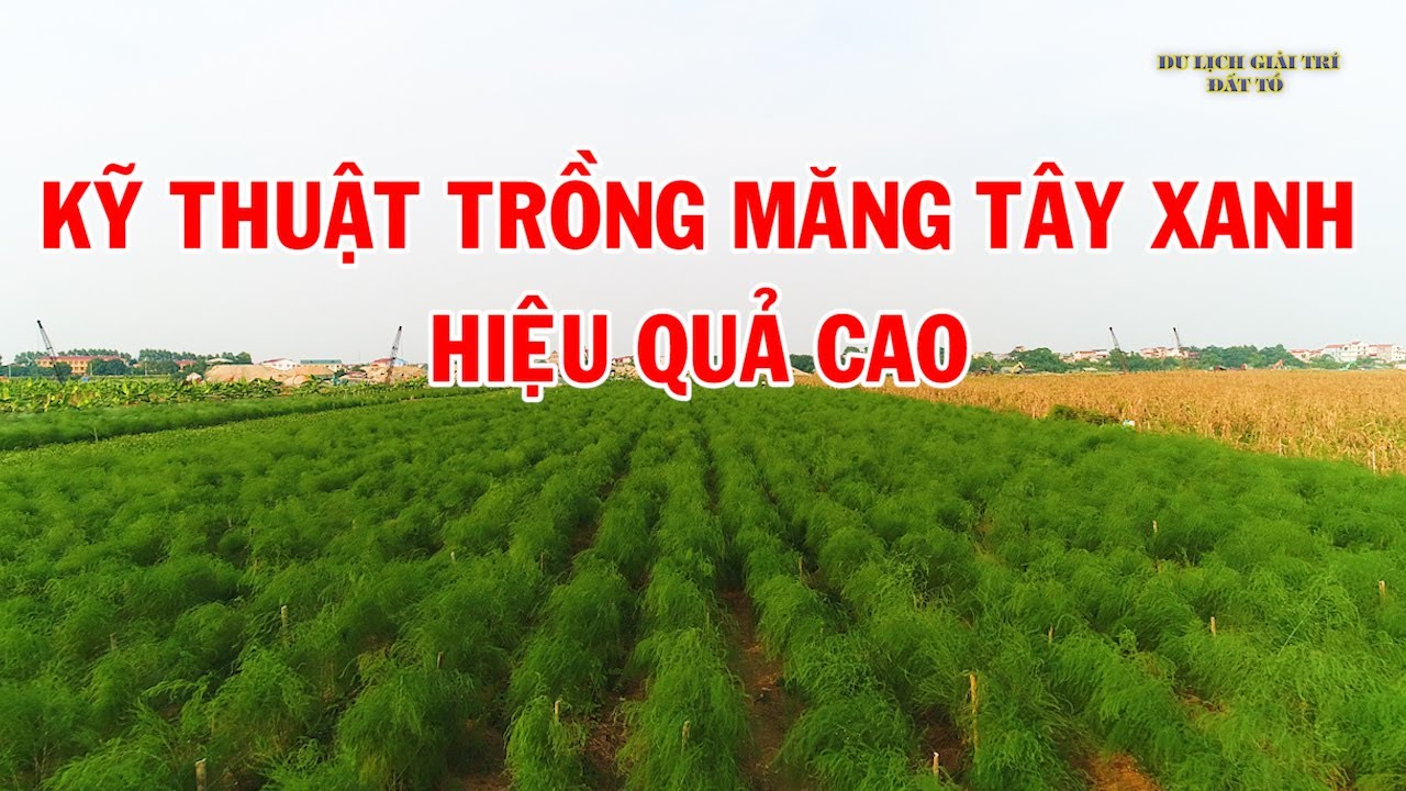 Kỹ thuật trồng măng tây xanh hiệu quả|nhà nông làm giàu - youtube