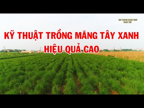 Video Kỹ thuật trồng măng tây xanh hiệu quả|nhà nông làm giàu - youtube