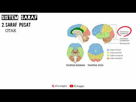 Video: Sistem Saraf: 10 Kesalahpahaman Dan Mitos