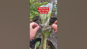 ghép đu đủ đực trên thân đu đủ cái #bonsaimini #shortst