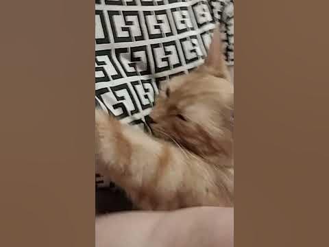 наш котик и розовый носик - YouTube