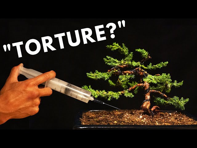 The Biology Behind Bonsai Trees class=