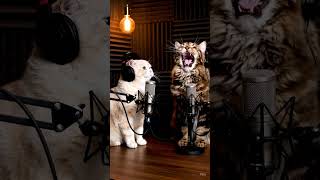 Catcast Textile Relocation Program Petcast Daily