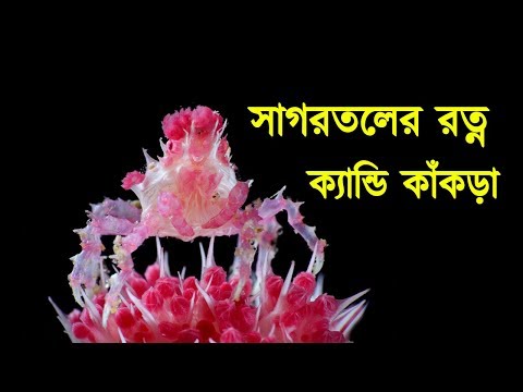 ভিডিও: ষাঁড় হাঙ্গর: বর্ণনা, জীবনধারা, পুষ্টি