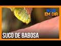 Suco de babosa é bom para o intestino? Thiago Servo e Erick Ricarte respondem